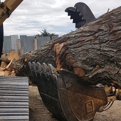 Dunedin tree felling