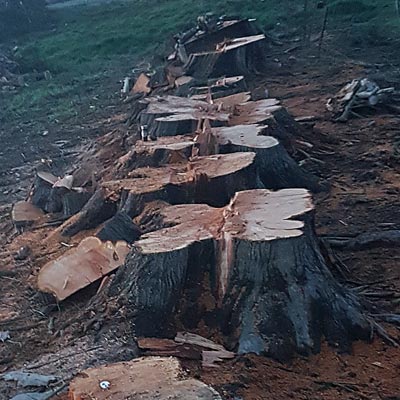 dunedin tree felling