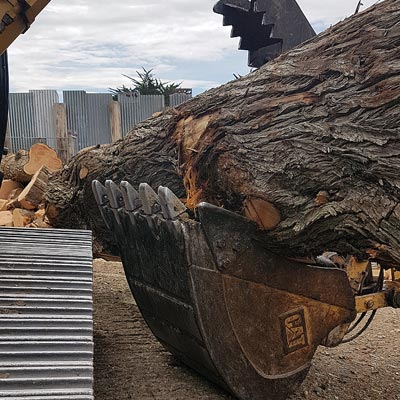 dunedin tree removal