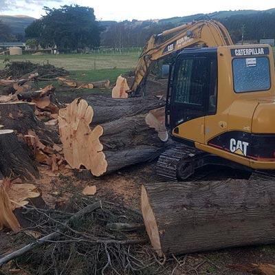 tree removal service